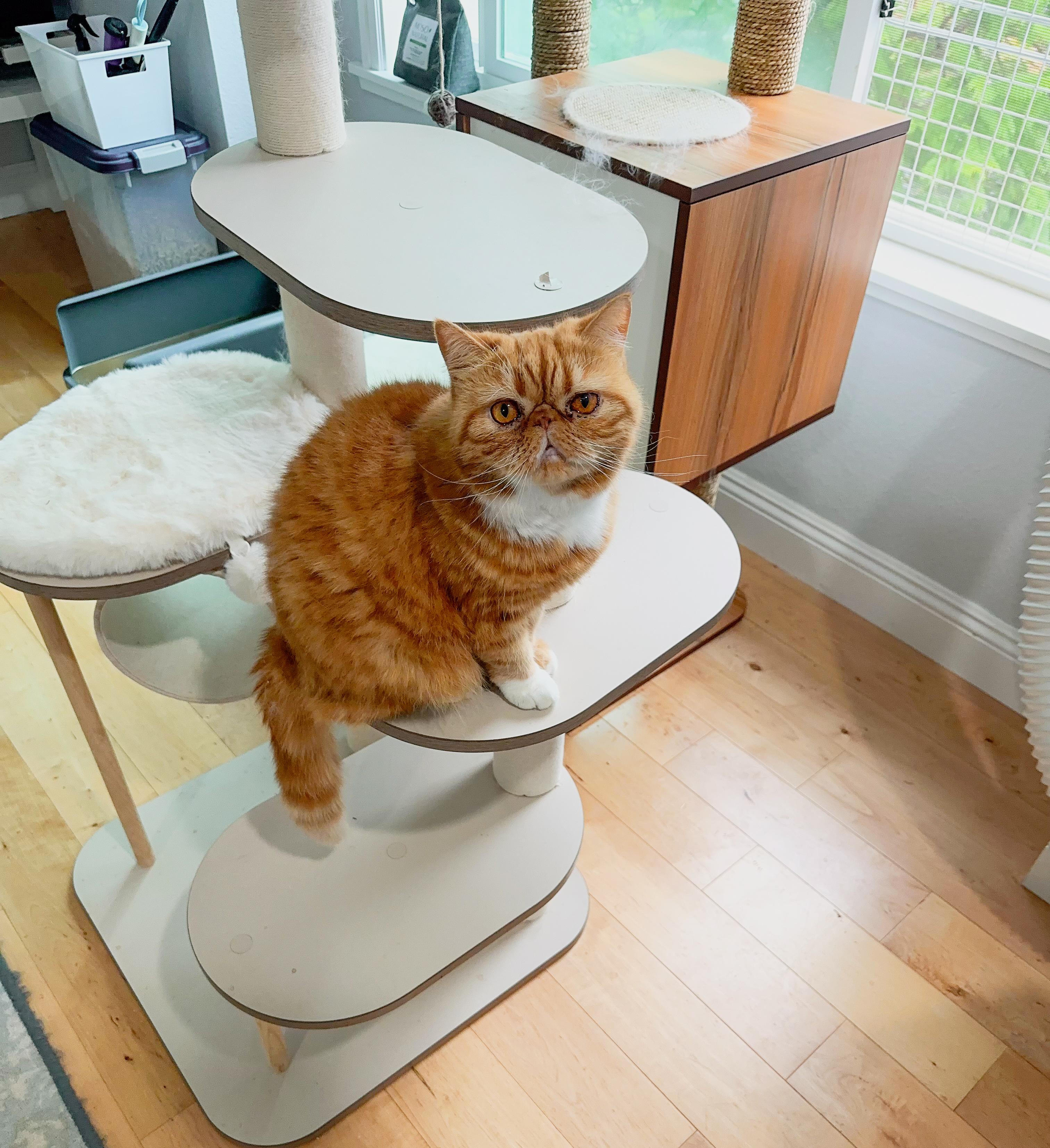 Ginger (bonded with Icy.  Located in Cupertino, CA)