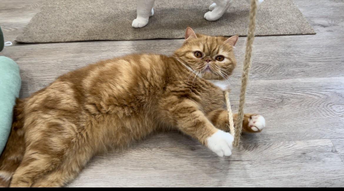 Ginger (bonded with Icy.  Located in Cupertino, CA)