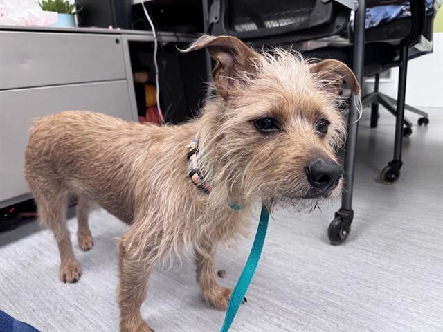 CHRISTINA, Adoptable, Adult Female Terrier & Mixed Breed.