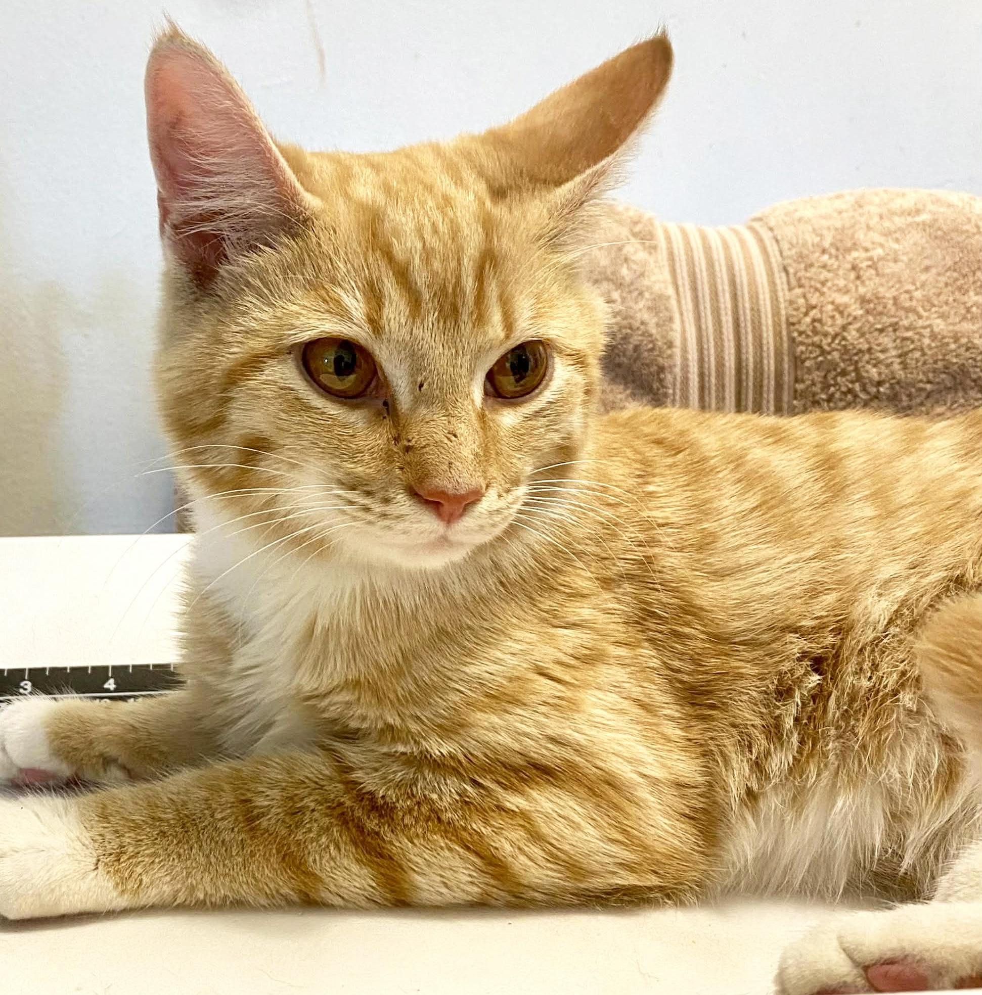 Enlarge Laser, a ADOPTABLE Domestic Short Hair in Mansfield, OH image 1/1