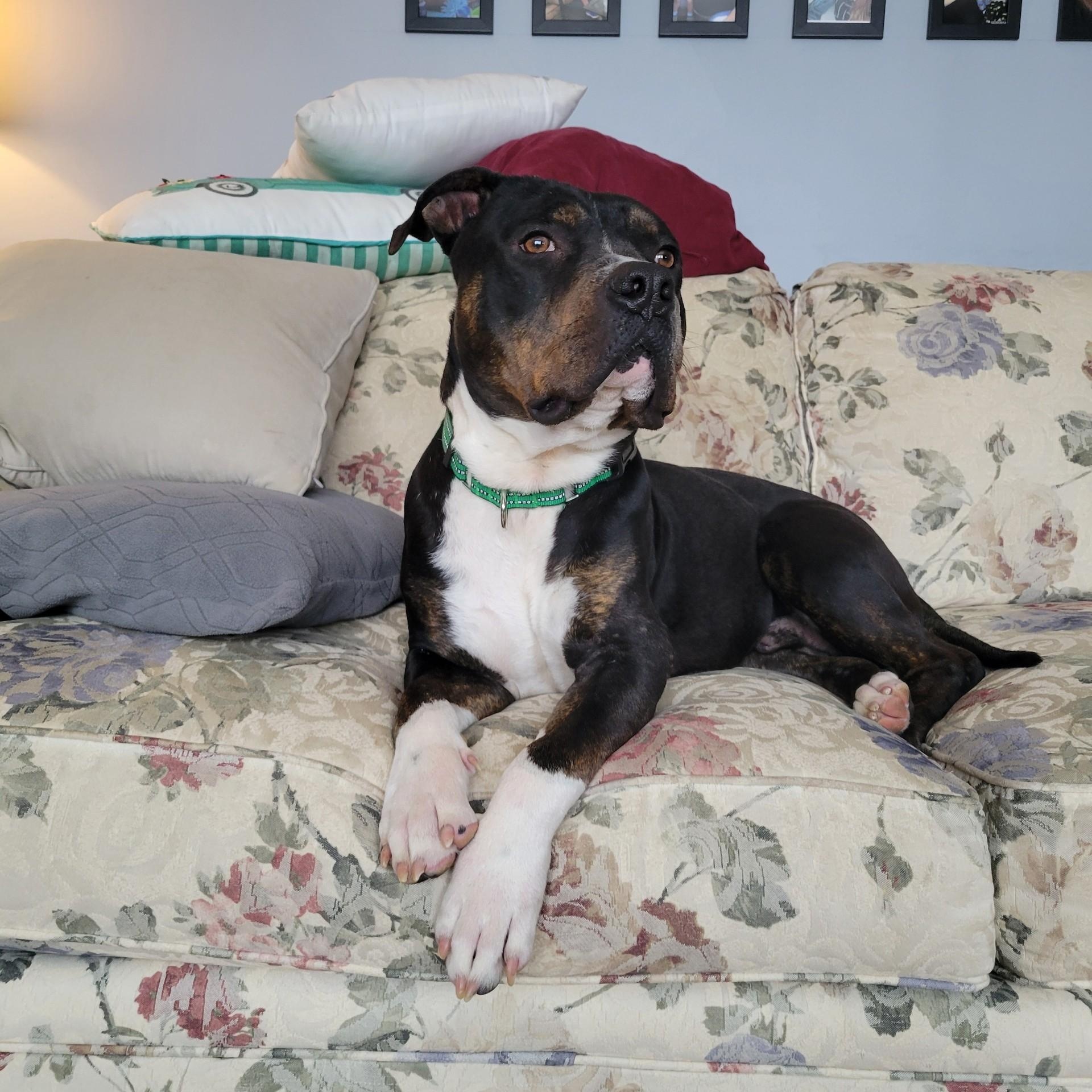 Enlarge Max, a Adoptable American Staffordshire Terrier in Boise, ID image 2/5