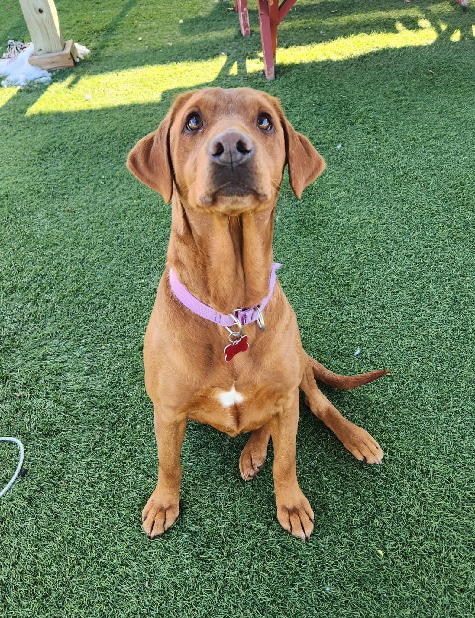 Enlarge Celina - Adoption Pending! , an adopted mixed breed in Sparta, WI image 2/4