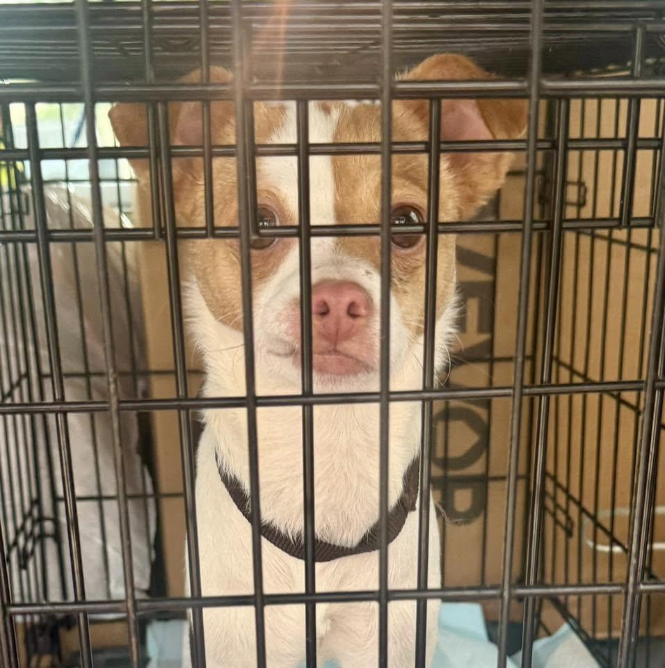 Enlarge Theresa, a ADOPTABLE mixed breed in Yorktown, VA image 2/6