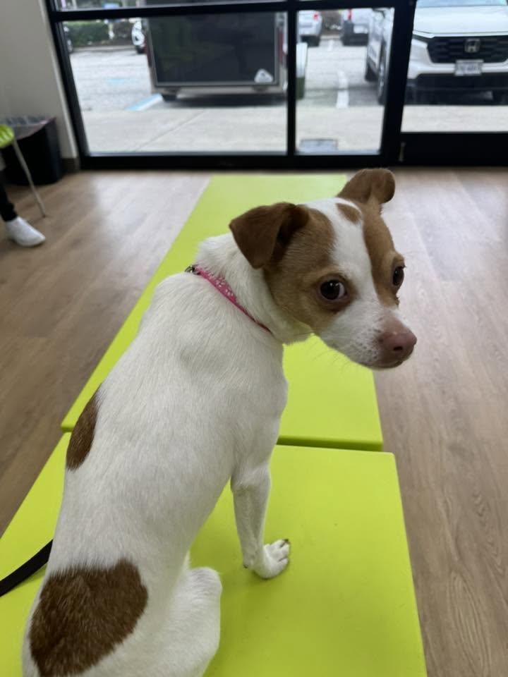 Enlarge Theresa, a ADOPTABLE mixed breed in Yorktown, VA image 1/6