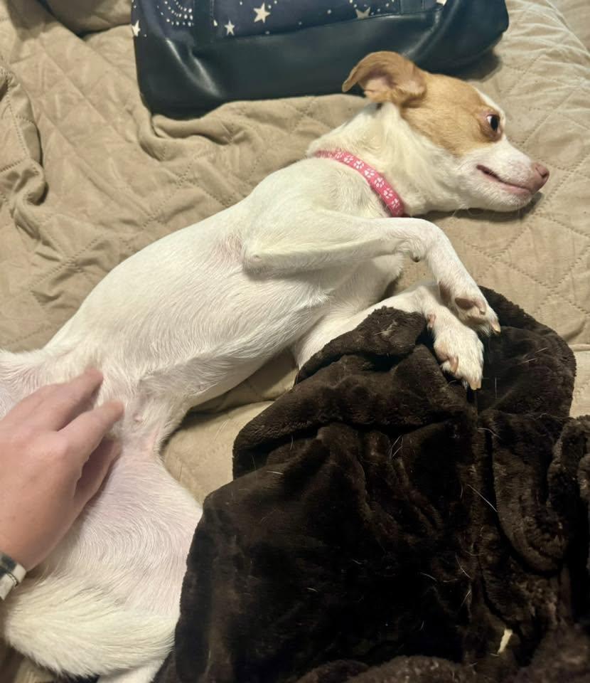 Enlarge Theresa, a ADOPTABLE mixed breed in Yorktown, VA image 5/6