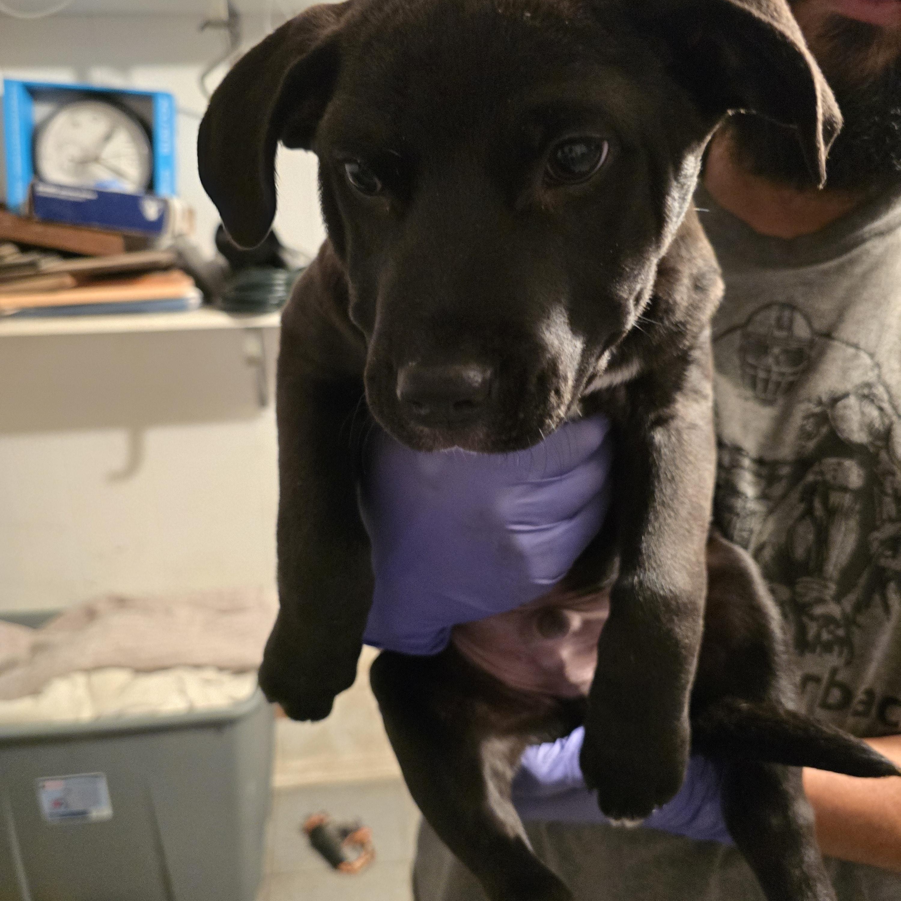 Enlarge Romeo , a ADOPTABLE mixed breed in Nyack, NY image 1/4