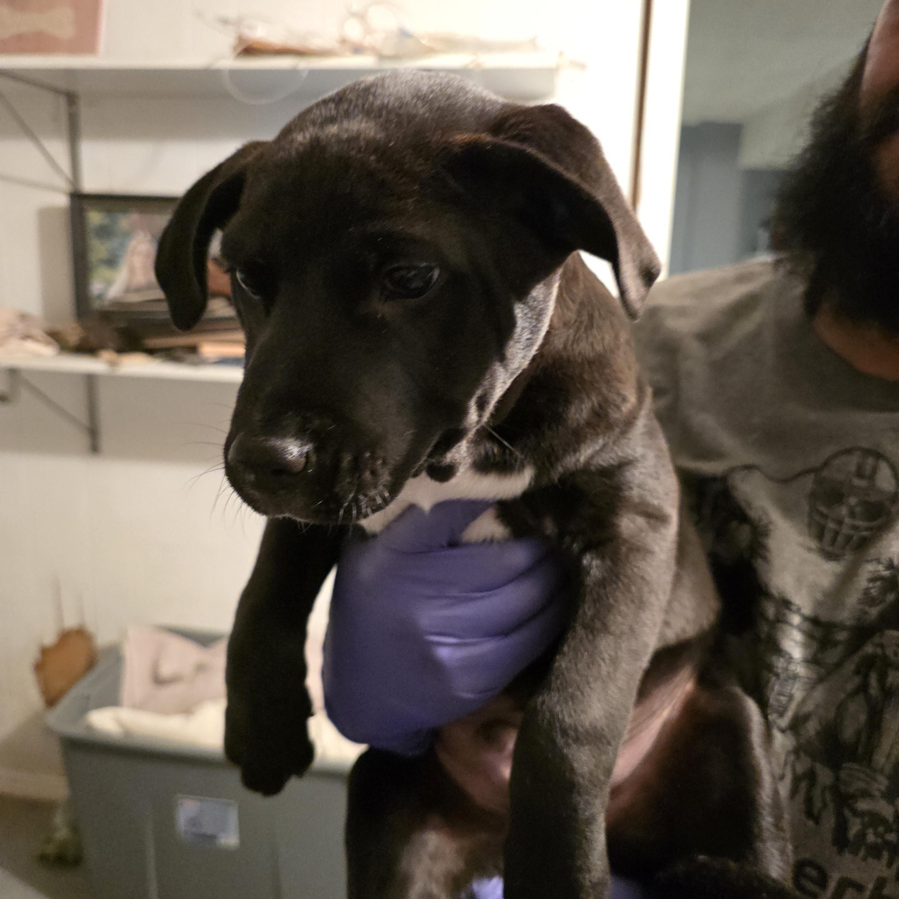 Enlarge Romeo , a ADOPTABLE mixed breed in Nyack, NY image 2/4