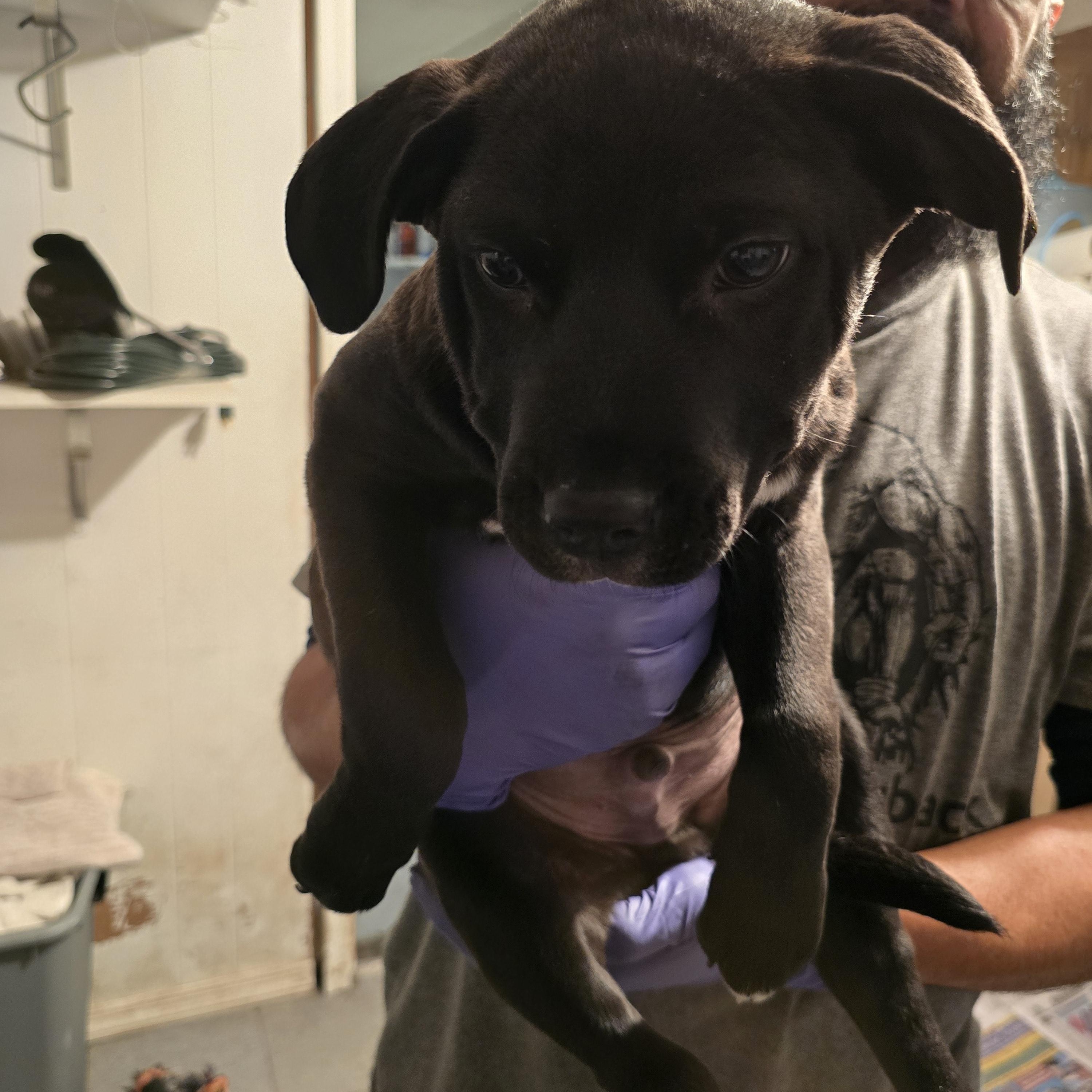 Enlarge Romeo , a ADOPTABLE mixed breed in Nyack, NY image 3/4