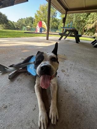 Stitch - 1, Adoptable, Adult Male Pit Bull Terrier & Mixed Breed.