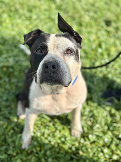 Stitch - 1, a Adoptable mixed breed in Daytona Beach, FL image 2/3