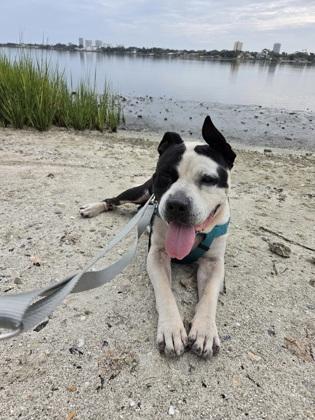 Stitch - 1, a Adoptable mixed breed in Daytona Beach, FL image 3/3