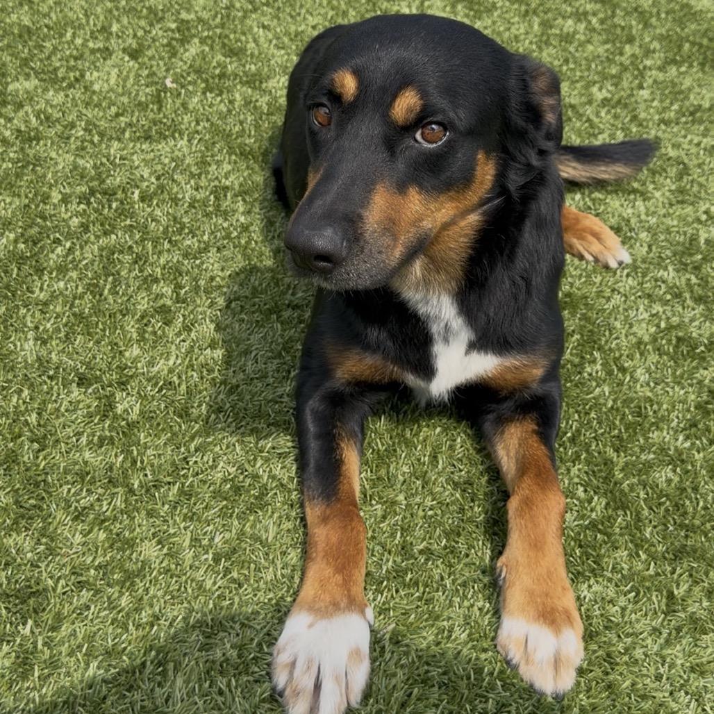 Wyatt Earp, Adoptable, Adult Male Rottweiler & Mixed Breed.