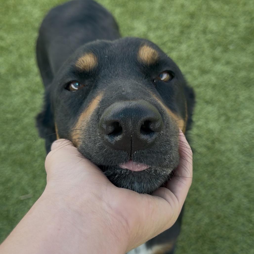 Enlarge Wyatt Earp, a Adoptable mixed breed in Idaho Falls, ID image 2/6