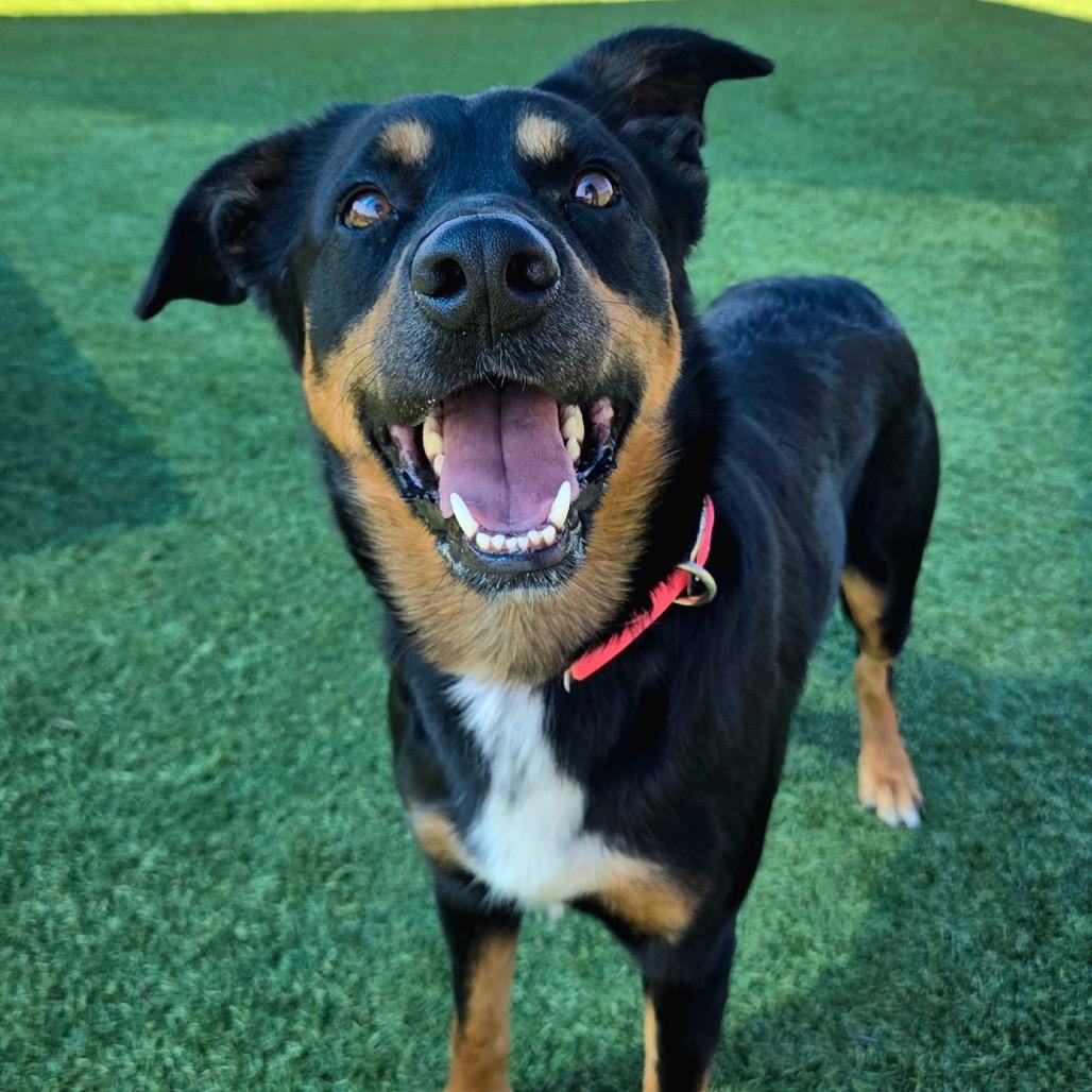 Enlarge Wyatt Earp, a Adoptable mixed breed in Idaho Falls, ID image 3/6
