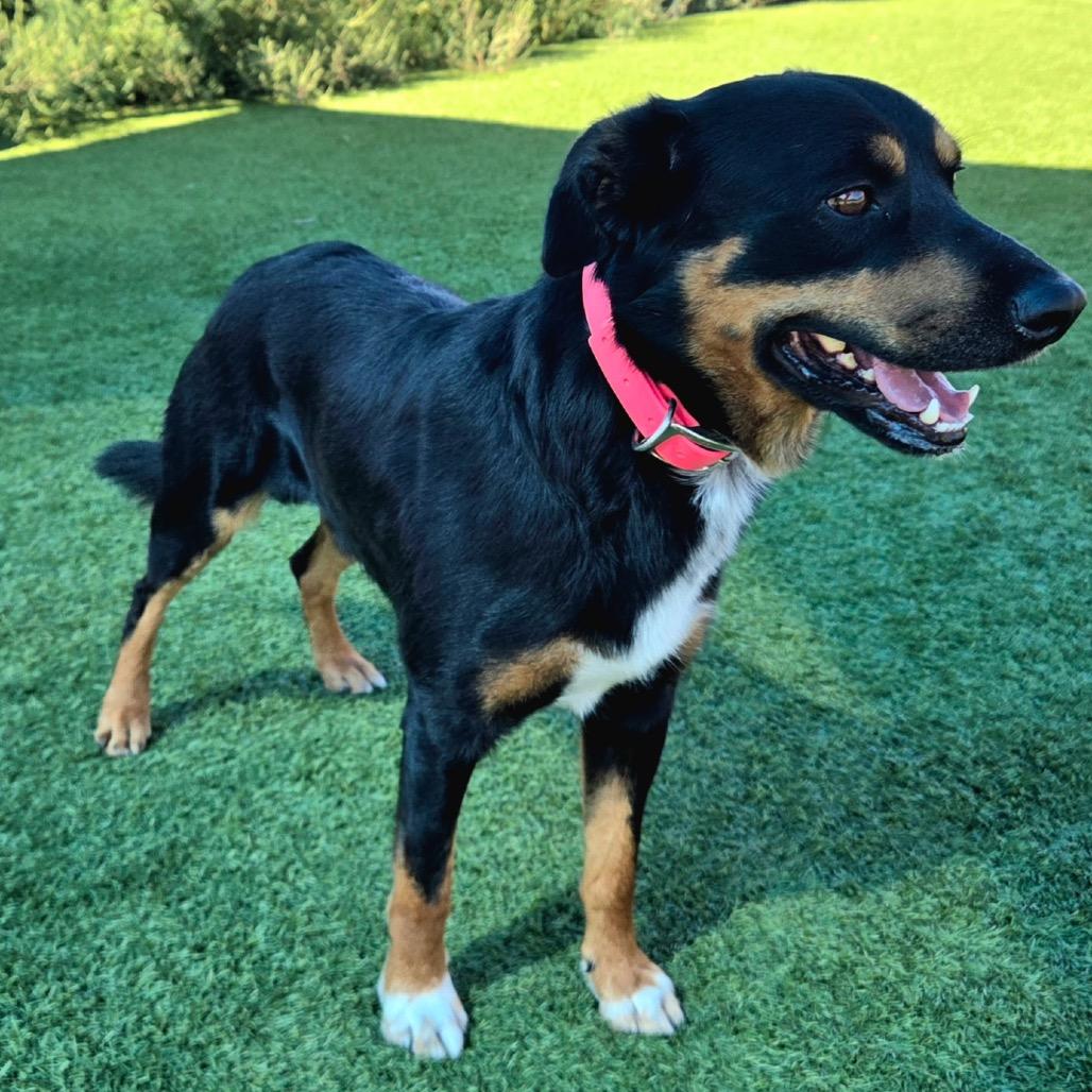 Enlarge Wyatt Earp, a Adoptable mixed breed in Idaho Falls, ID image 4/6