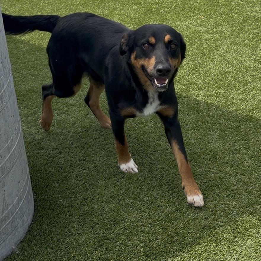 Enlarge Wyatt Earp, a Adoptable mixed breed in Idaho Falls, ID image 5/6