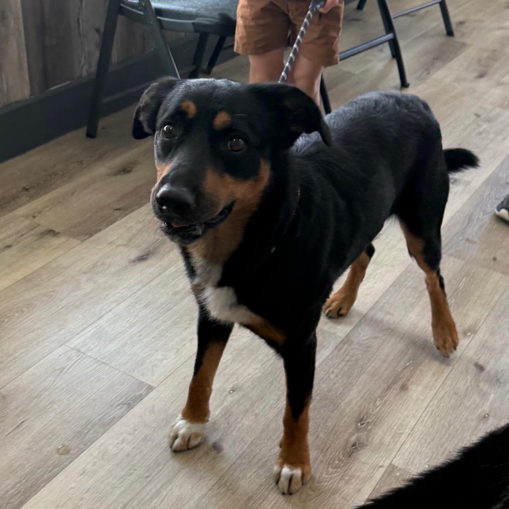 Enlarge Wyatt Earp, a Adoptable mixed breed in Idaho Falls, ID image 6/6