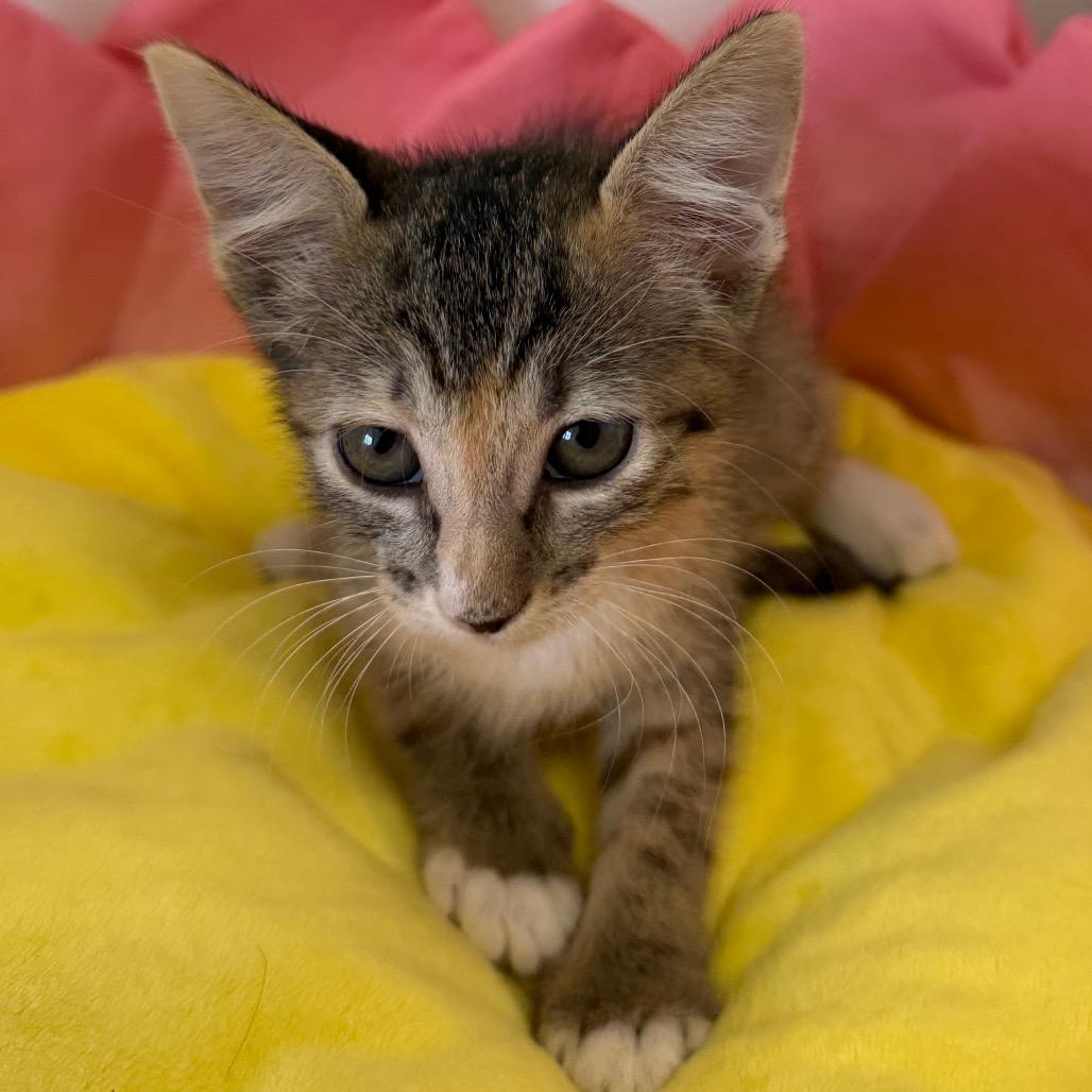 Aspen (OBT 4), Adoptable, Kitten Female Domestic Short Hair.