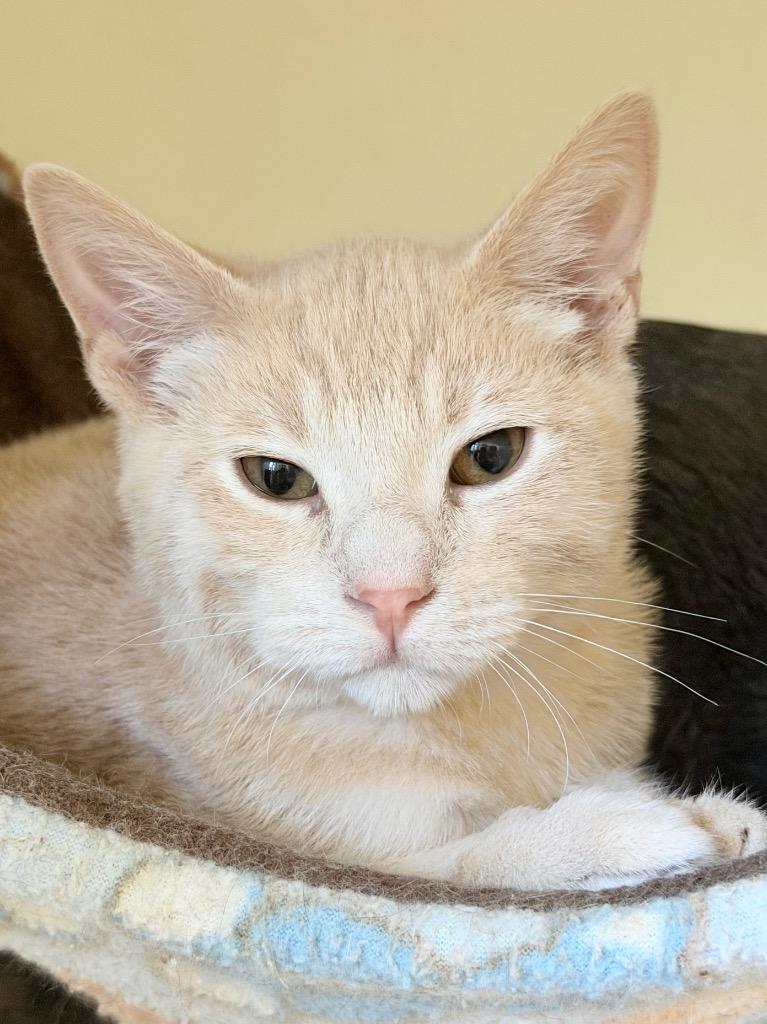 Enlarge License, a Adoptable mixed breed in Menomonie, WI image 1/1