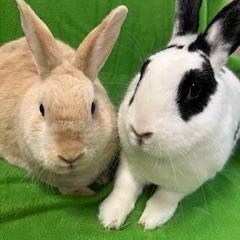 Enlarge Papaya & Persimmon, a Adoptable mixed breed in Haltom City, TX image 2/7