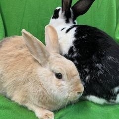 Enlarge Papaya & Persimmon, a Adoptable mixed breed in Haltom City, TX image 6/7