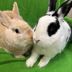 Papaya & Persimmon, Adoptable, Young Female Bunny Rabbit.