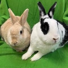 Enlarge Papaya & Persimmon, a Adoptable mixed breed in Haltom City, TX image 5/7