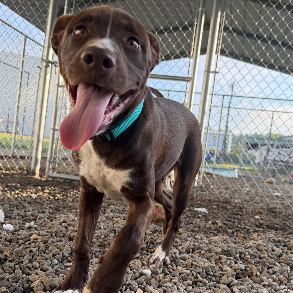 Puddin, Adoptable, Puppy Female Pit Bull Terrier & Mixed Breed.