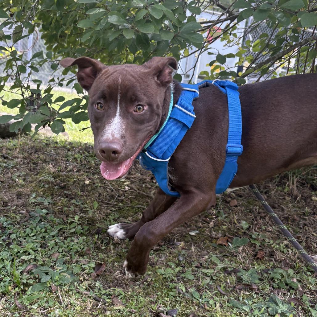 Enlarge Puddin, a Adoptable mixed breed in Waynesville, NC image 2/6