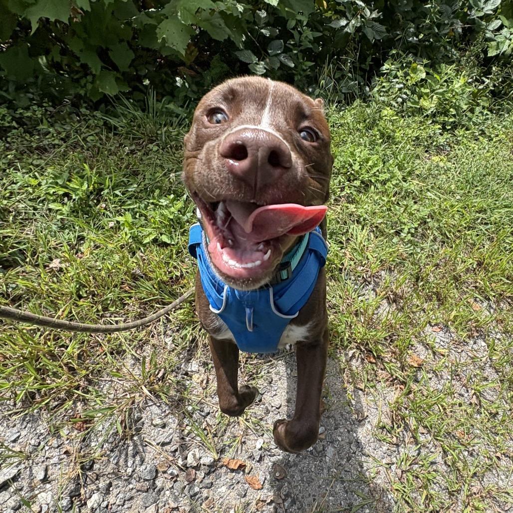 Enlarge Puddin, a Adoptable mixed breed in Waynesville, NC image 3/6