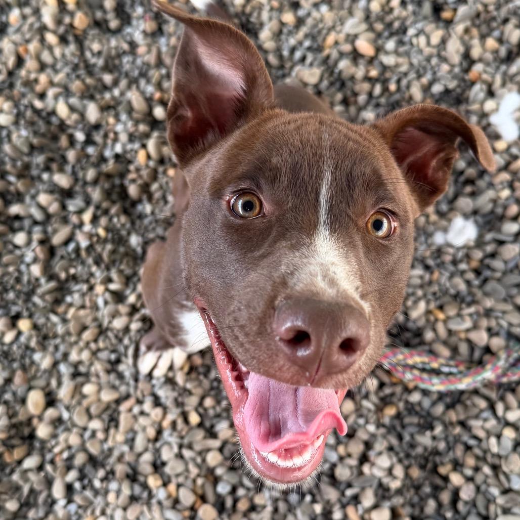 Enlarge Puddin, a Adoptable mixed breed in Waynesville, NC image 4/6
