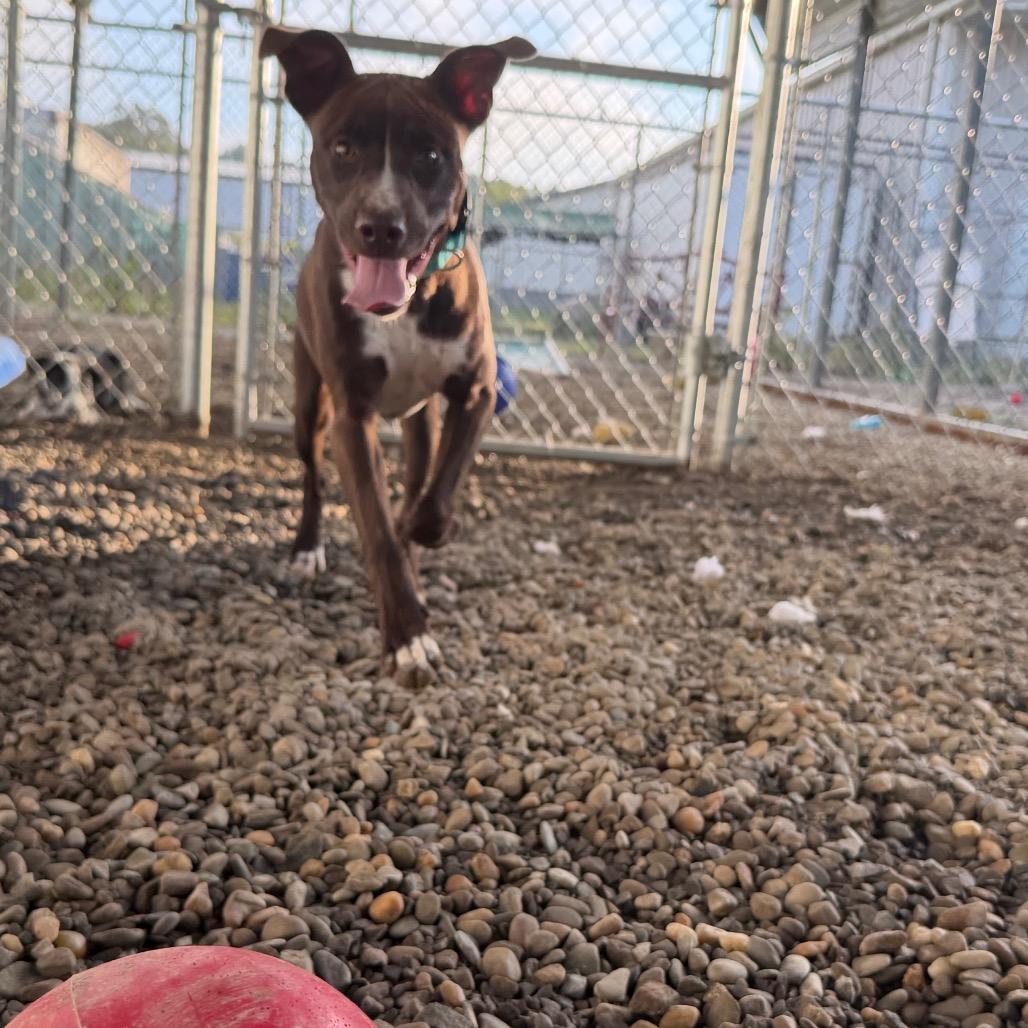 Enlarge Puddin, a Adoptable mixed breed in Waynesville, NC image 5/6