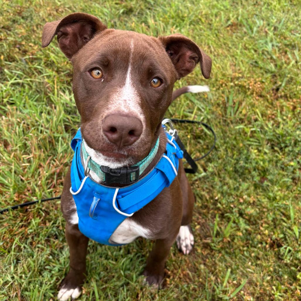 Enlarge Puddin, a Adoptable mixed breed in Waynesville, NC image 6/6