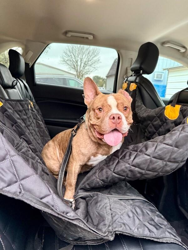 Vinnie Van Gogh a True Work of Art