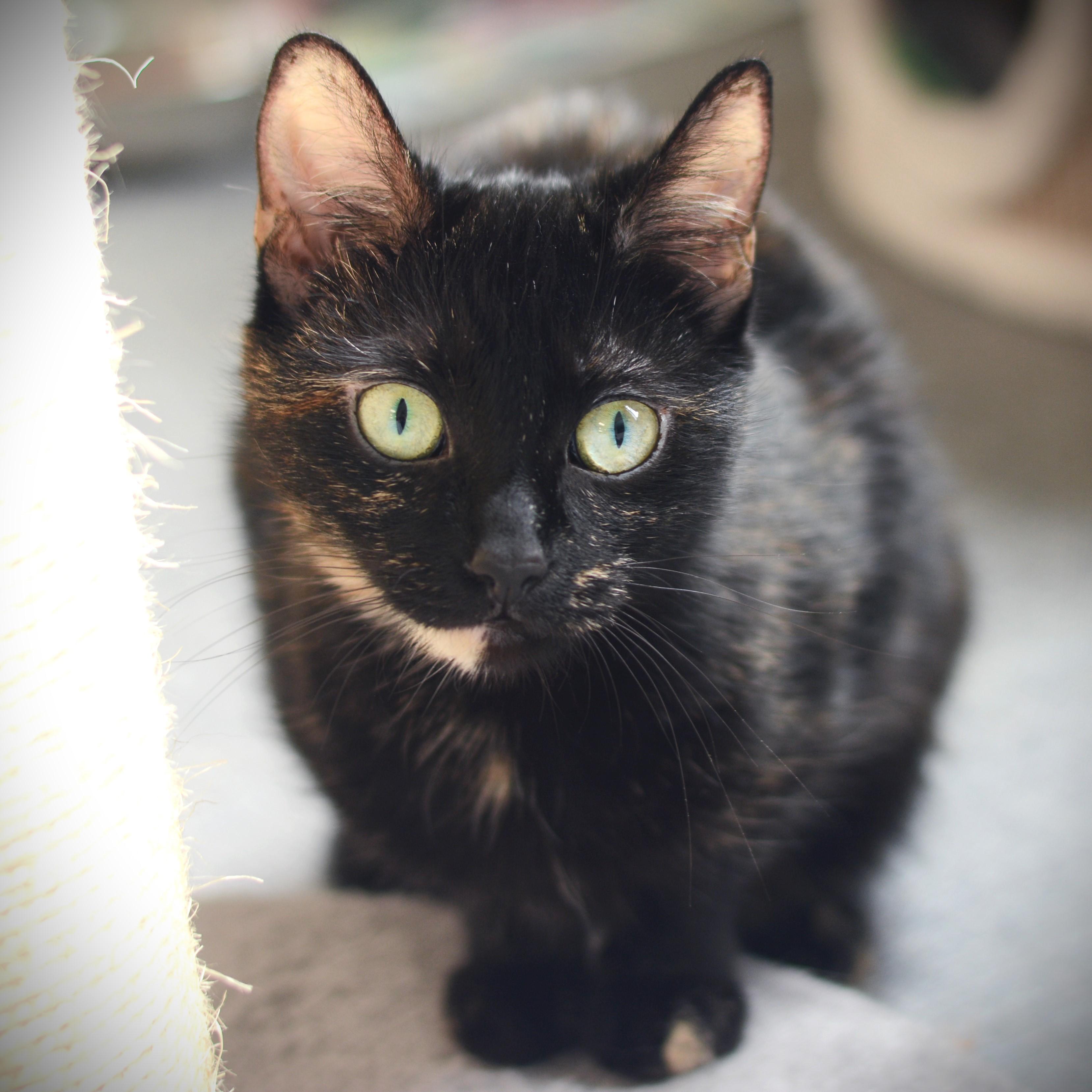Bliss, Adult Female Domestic Short Hair