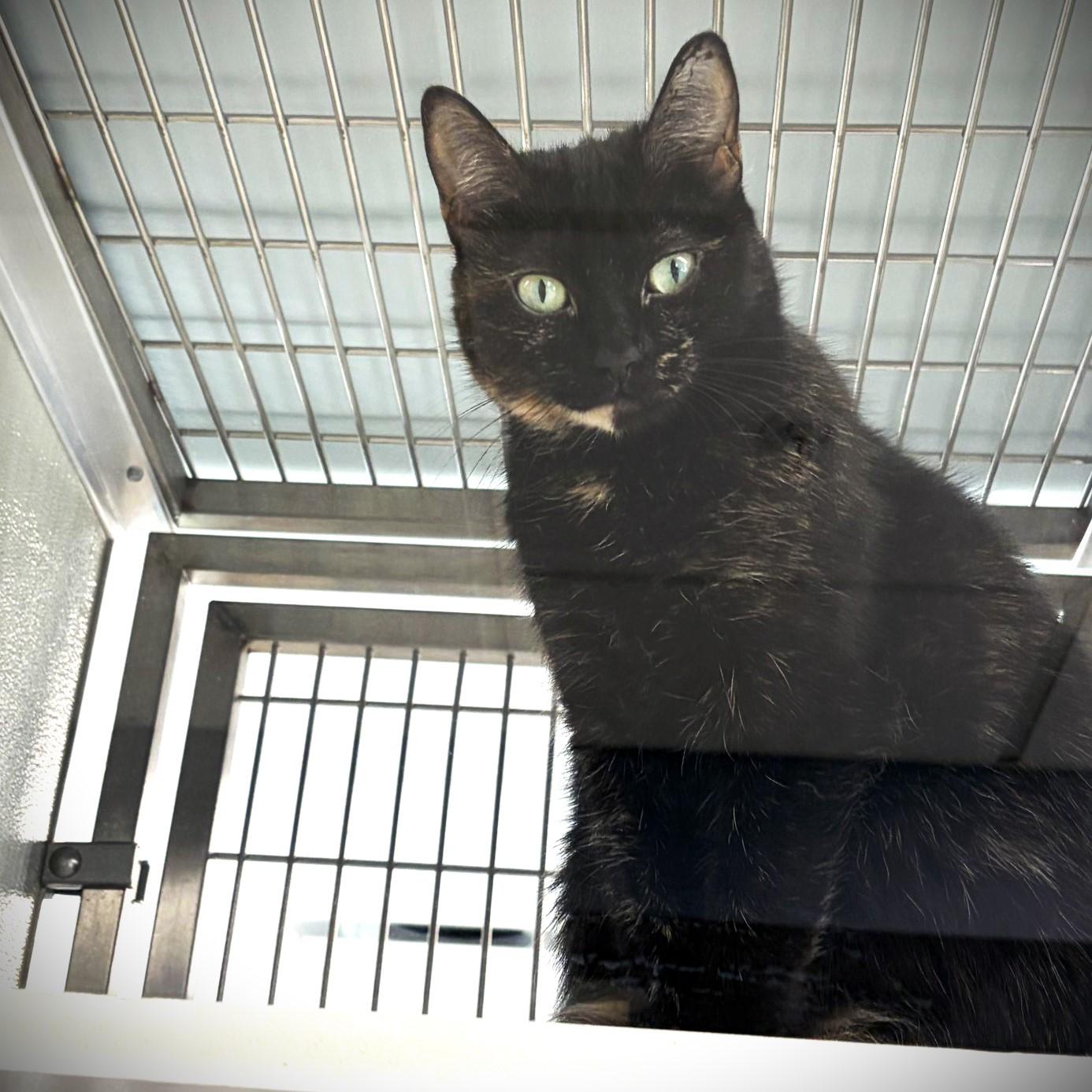 Enlarge Bliss, a Adoptable Domestic Short Hair in Amsterdam, NY image 2/2