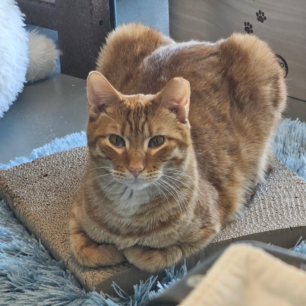 Harry, Adoptable, Adult Male Domestic Short Hair.