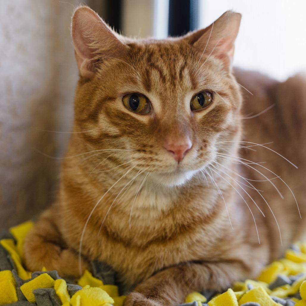 Enlarge Harry, a Adoptable Domestic Short Hair in Naples, FL image 1/6