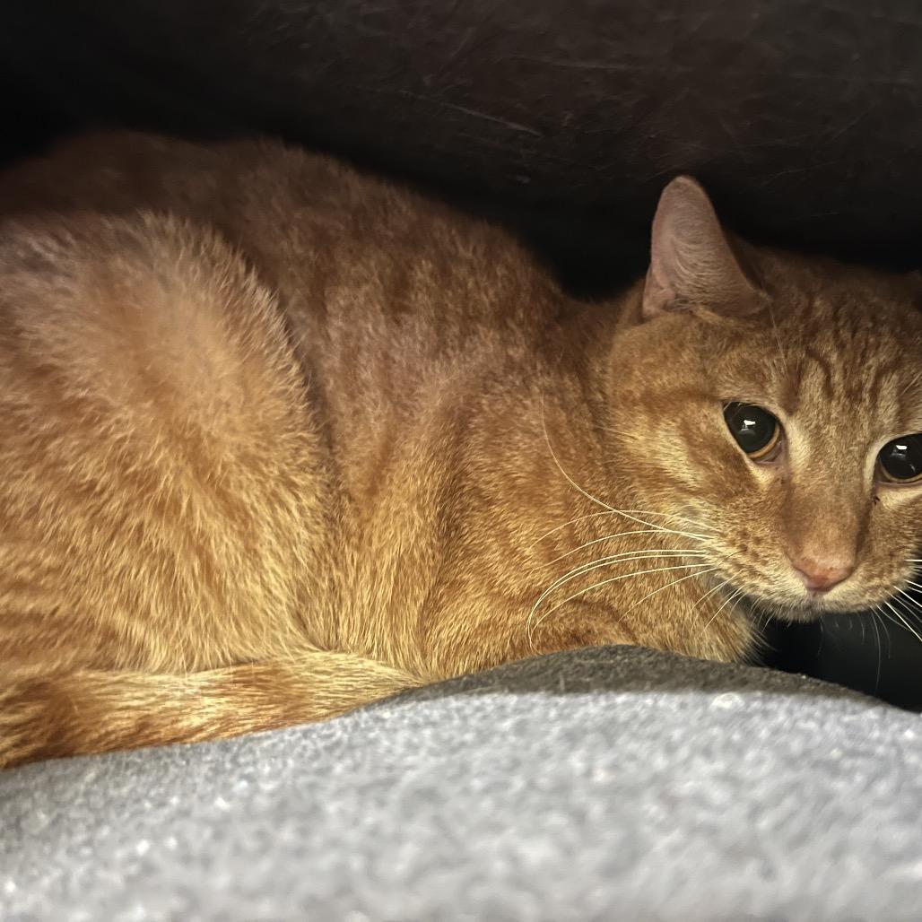 Enlarge Harry, a Adoptable Domestic Short Hair in Naples, FL image 1/4