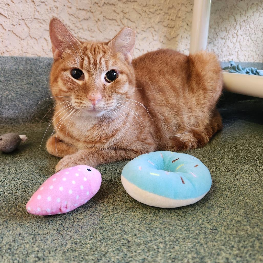 Enlarge Harry, a Adoptable Domestic Short Hair in Naples, FL image 3/4