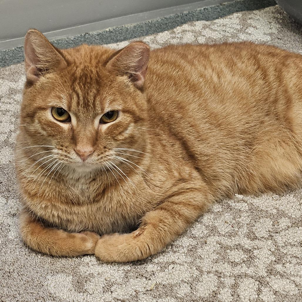 Enlarge Harry, a Adoptable Domestic Short Hair in Naples, FL image 4/4