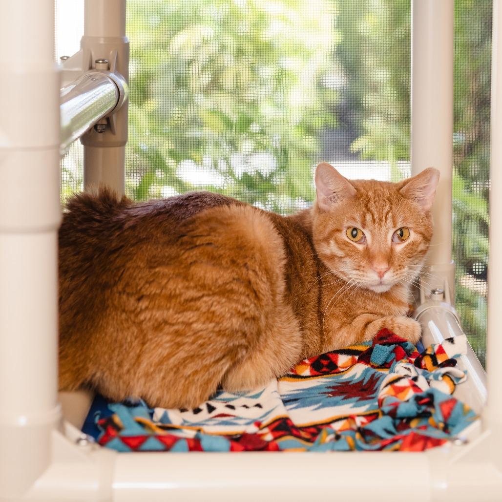 Enlarge Harry, a Adoptable Domestic Short Hair in Naples, FL image 5/6