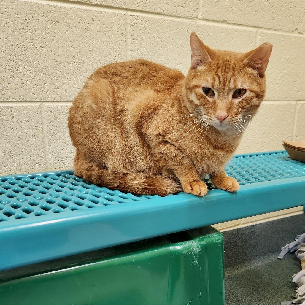 Enlarge Harry, a Adoptable Domestic Short Hair in Naples, FL image 6/6