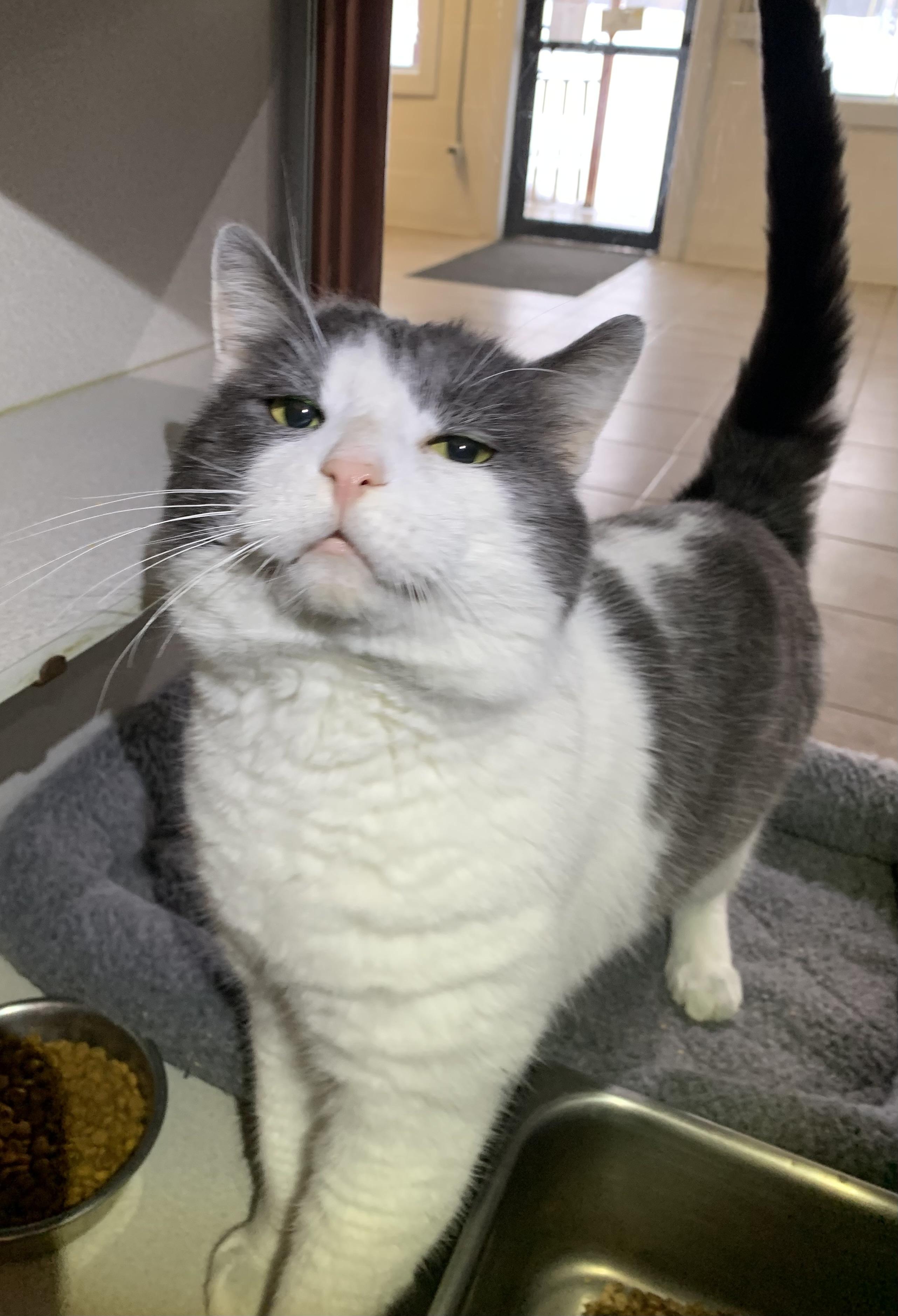 Enlarge Franklin, an adopted mixed breed in Massena, NY image 1/5