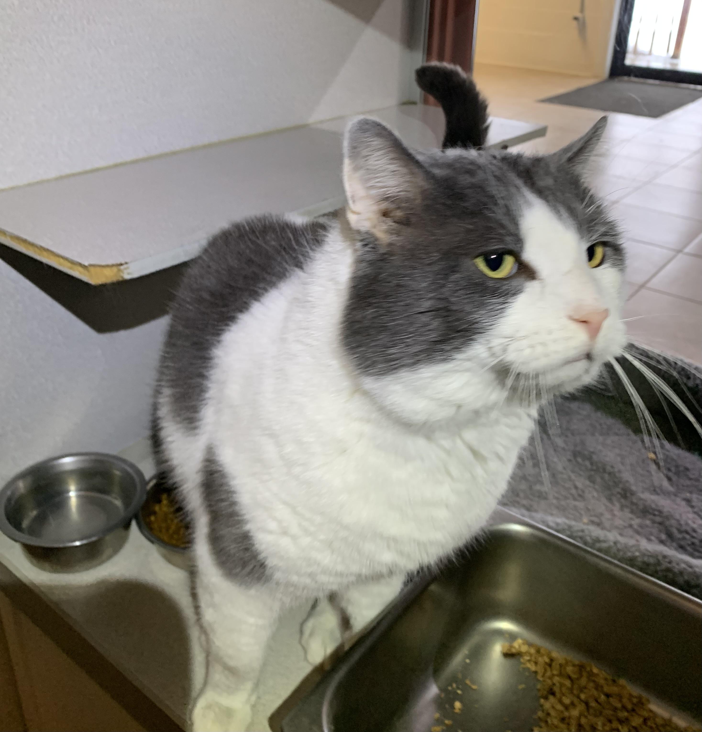 Enlarge Franklin, an adopted mixed breed in Massena, NY image 4/5