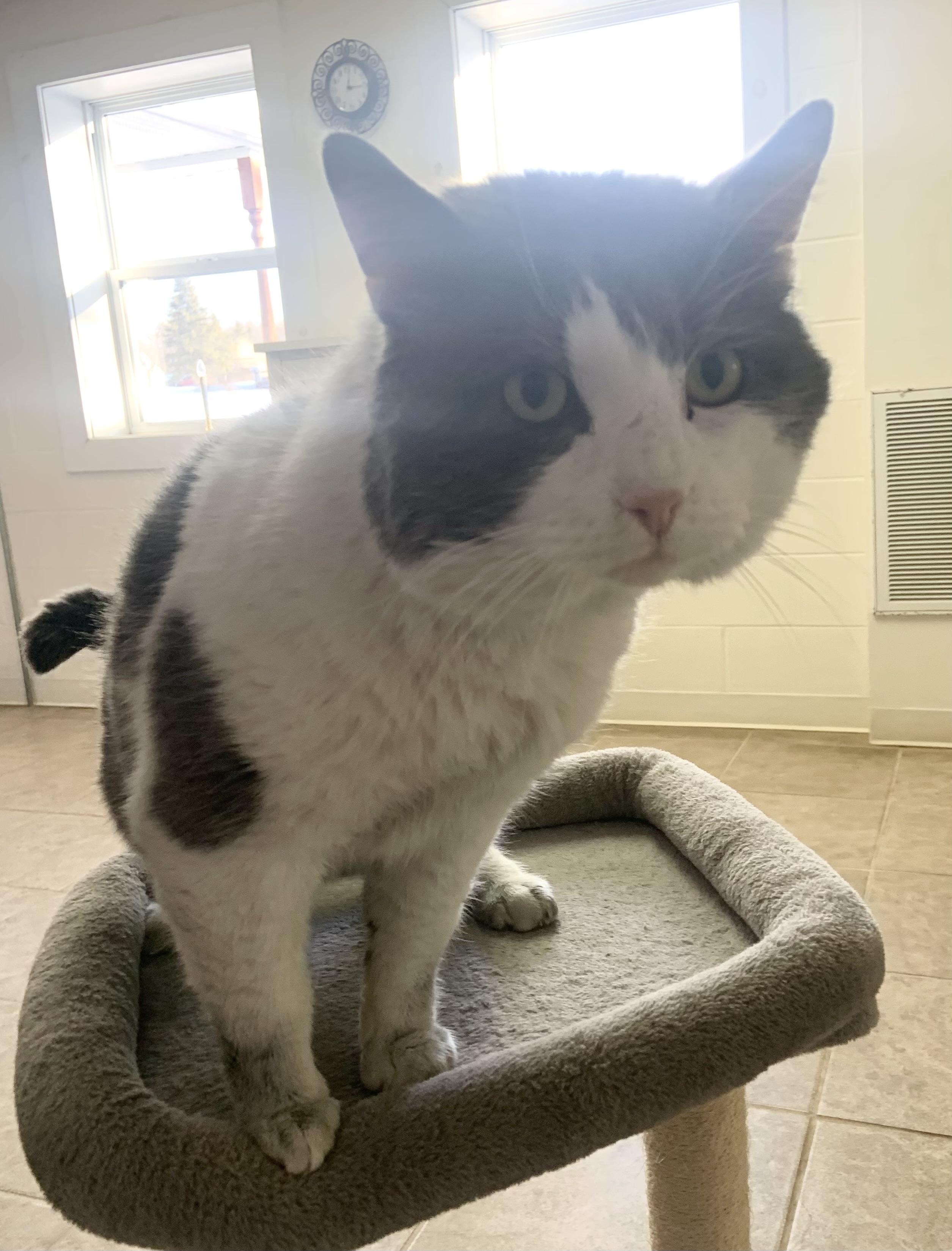 Franklin, ADOPTABLE, Adult Male Domestic Short Hair.