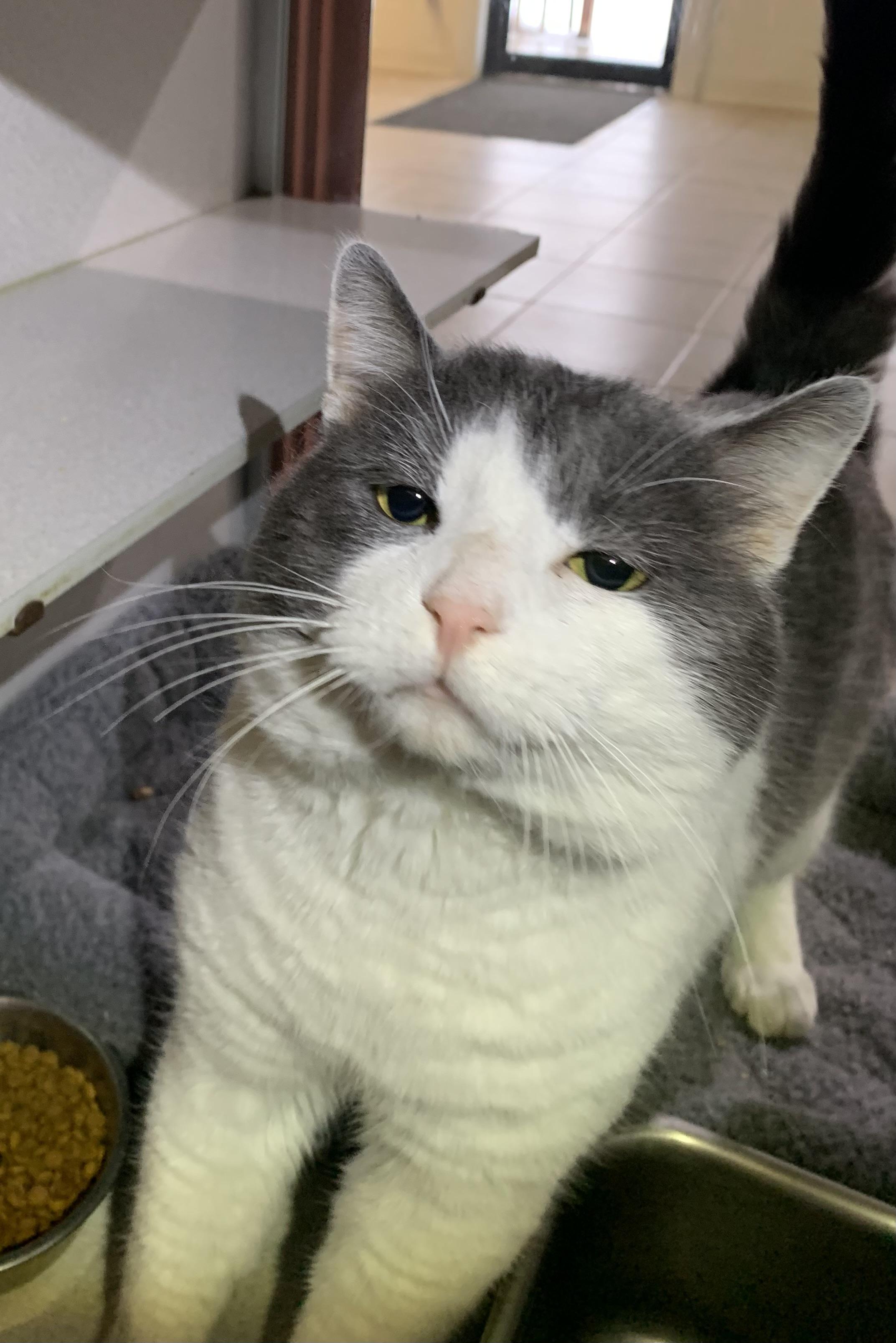 Enlarge Franklin, an adopted mixed breed in Massena, NY image 5/5