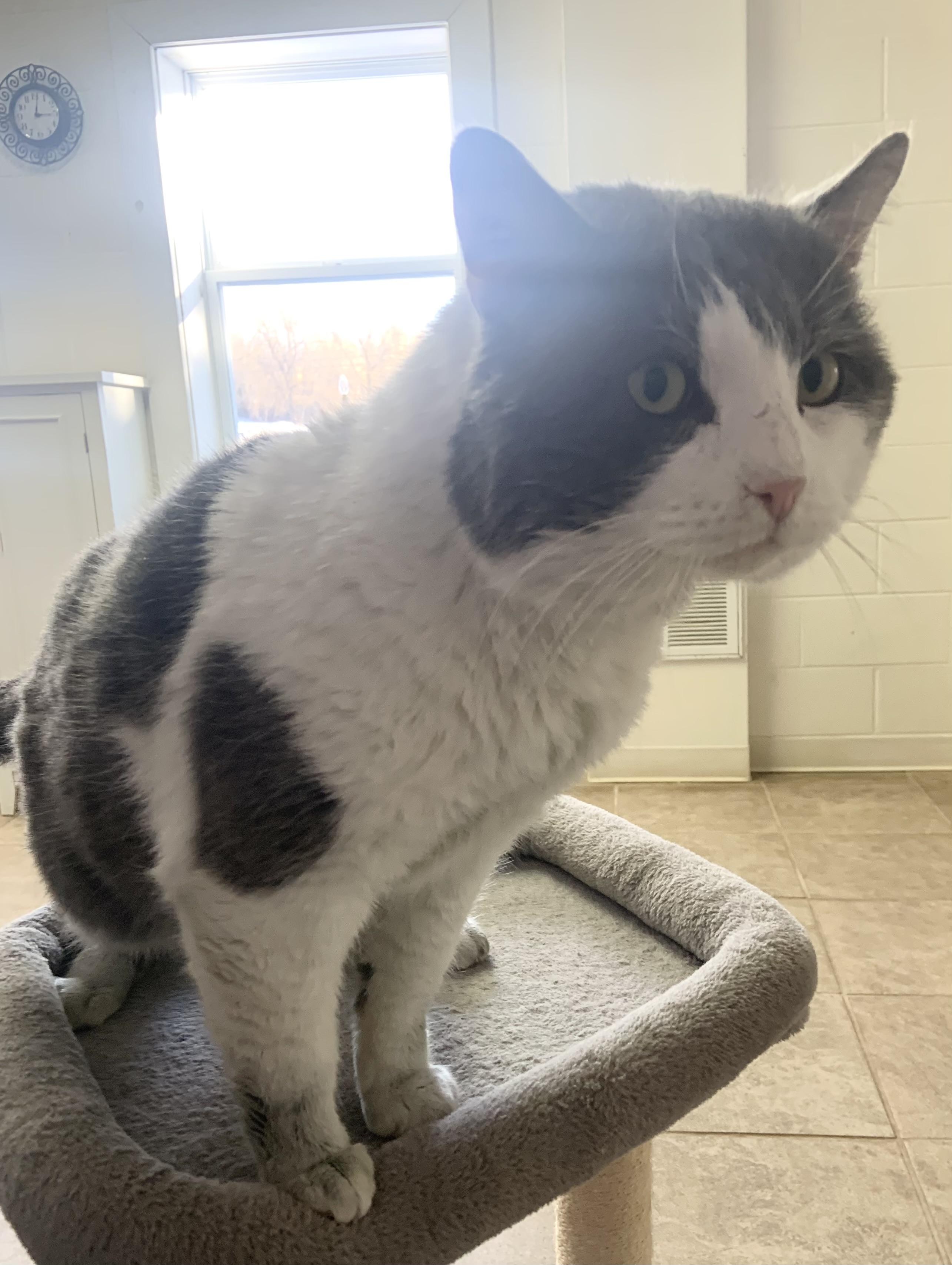 Enlarge Franklin, a ADOPTABLE Domestic Short Hair in Massena, NY image 2/2