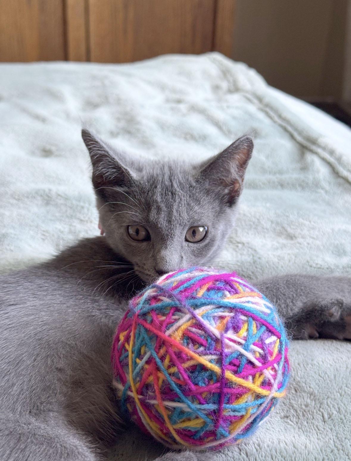 tiny Daisy, adopted, Kitten Female Russian Blue & Domestic Short Hair.