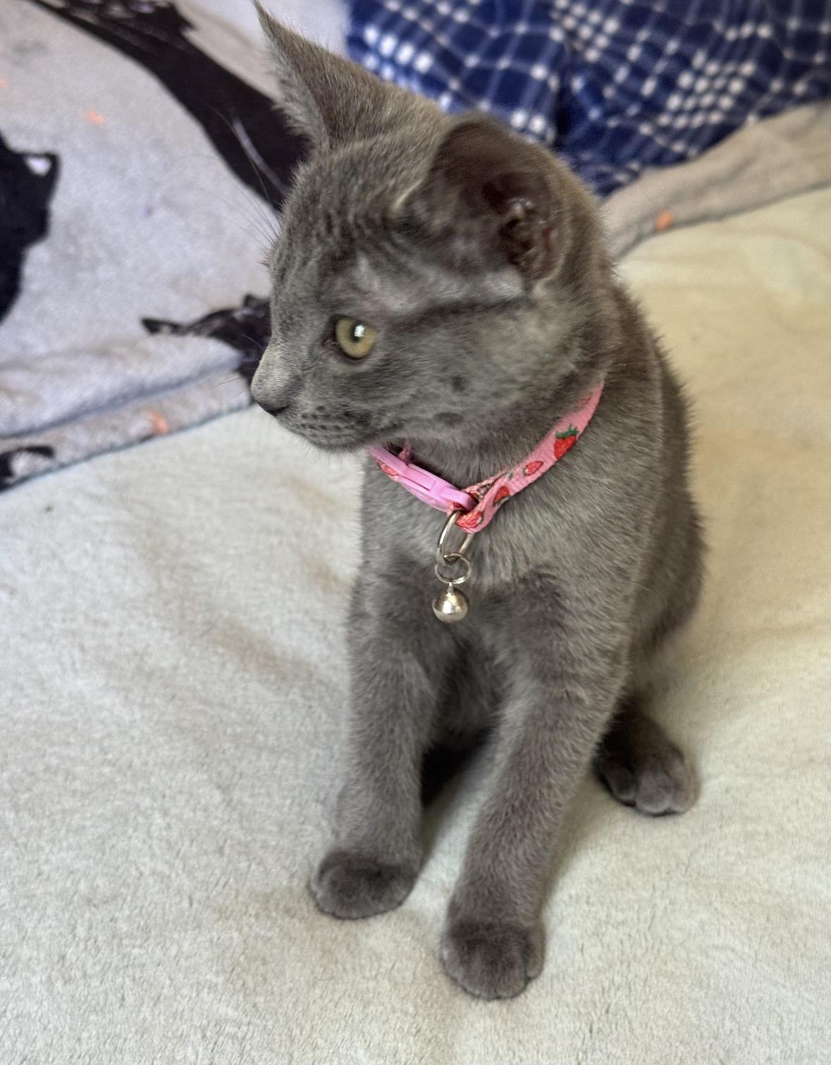 tiny Daisy, an adopted mixed breed in Los Angeles, CA image 3/4